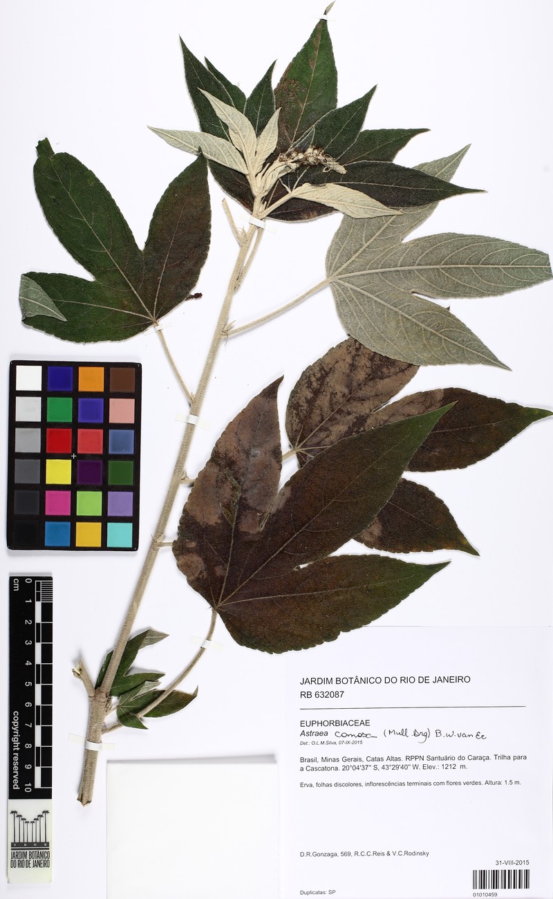 Astraea comosa photo 3