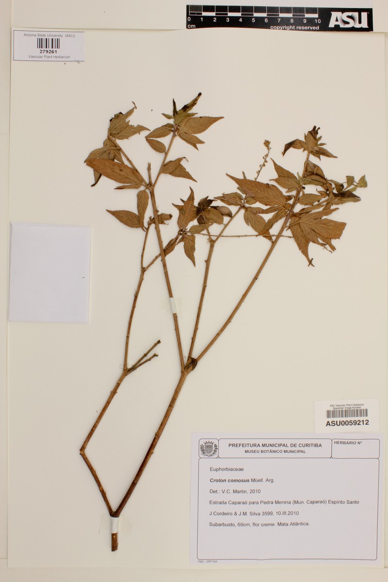 Astraea comosa photo 4