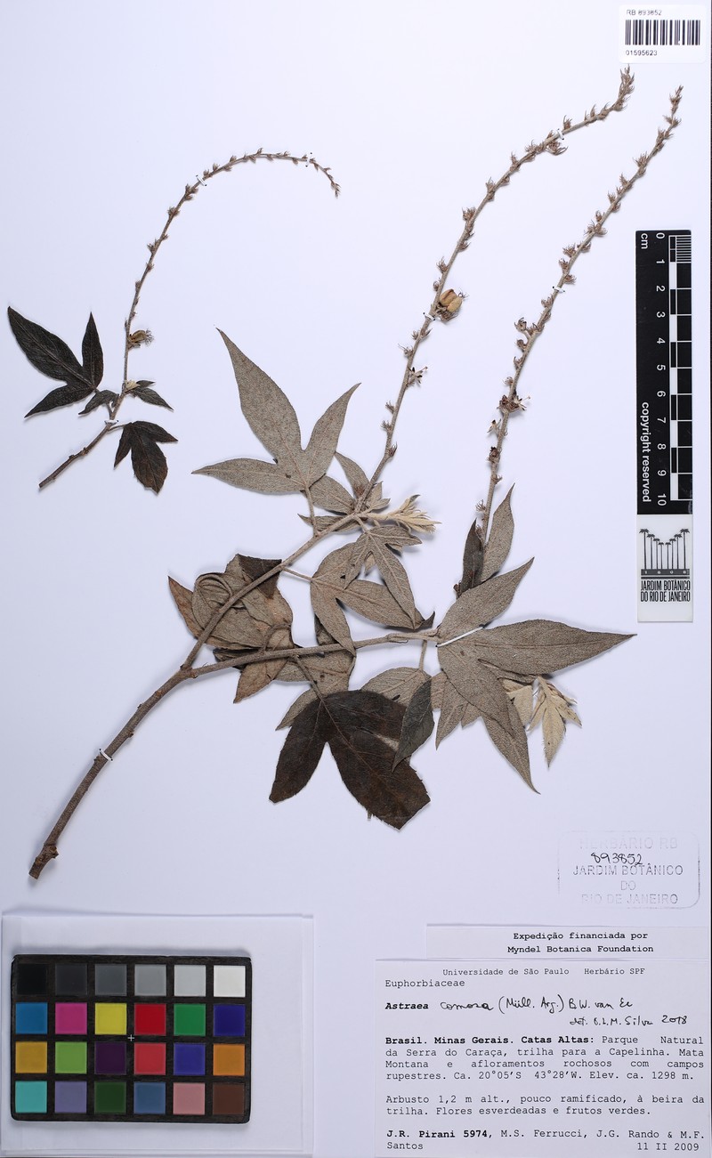 Astraea comosa photo 5