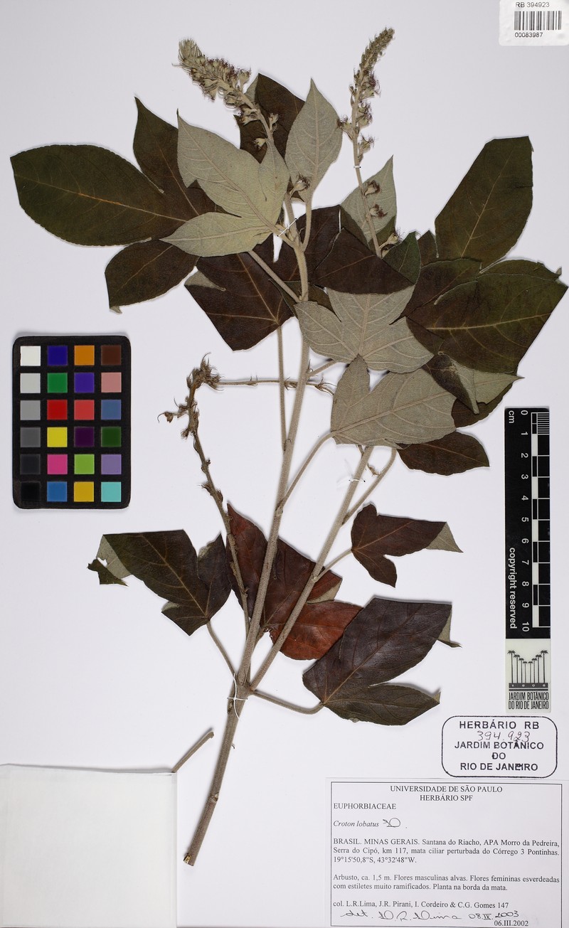 Astraea comosa photo 7