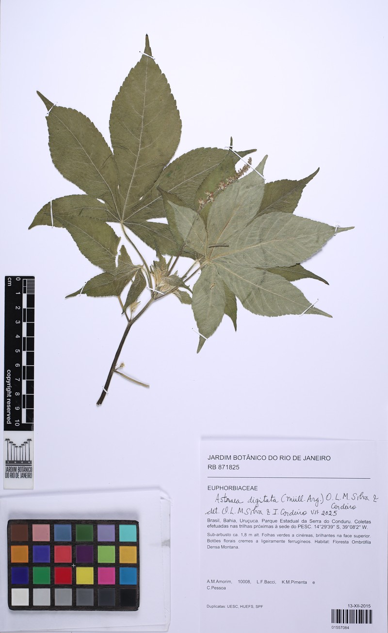 Astraea digitata