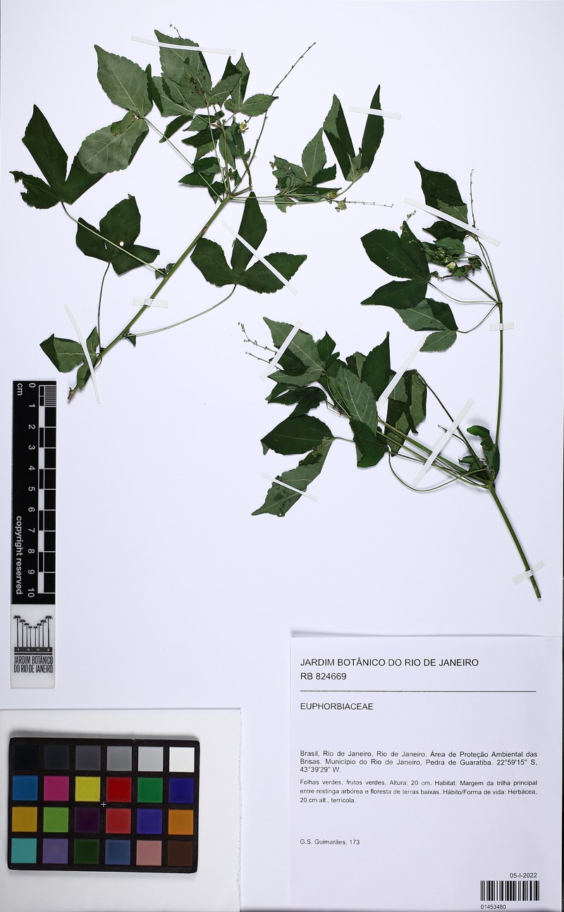 Astraea gracilis