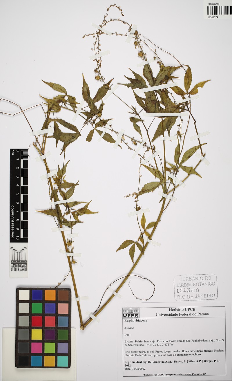 Astraea gracilis photo 2