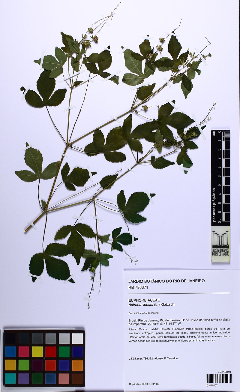 Astraea gracilis photo 3