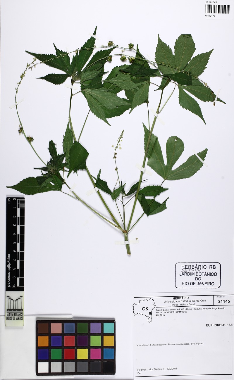 Astraea gracilis photo 4