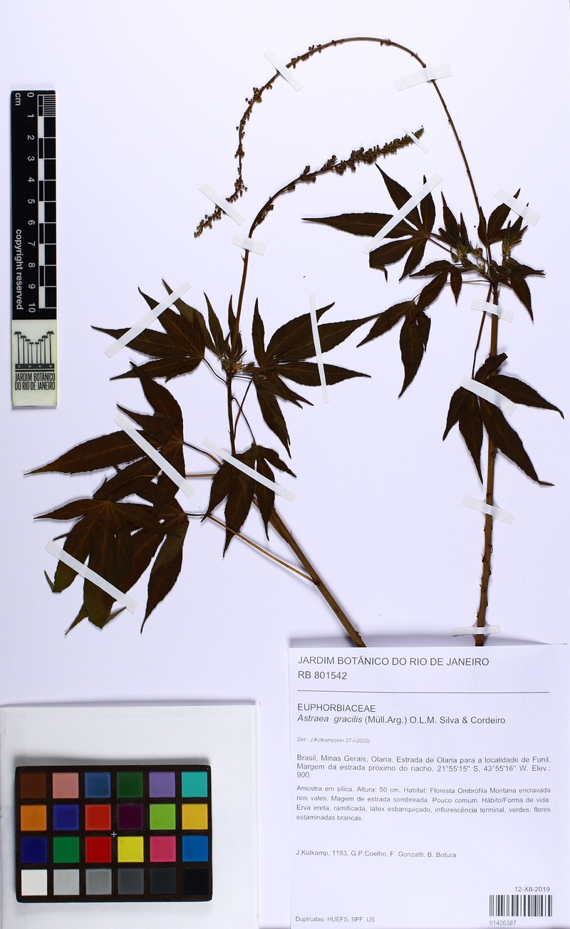 Astraea jatropha