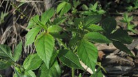 Lobed Croton