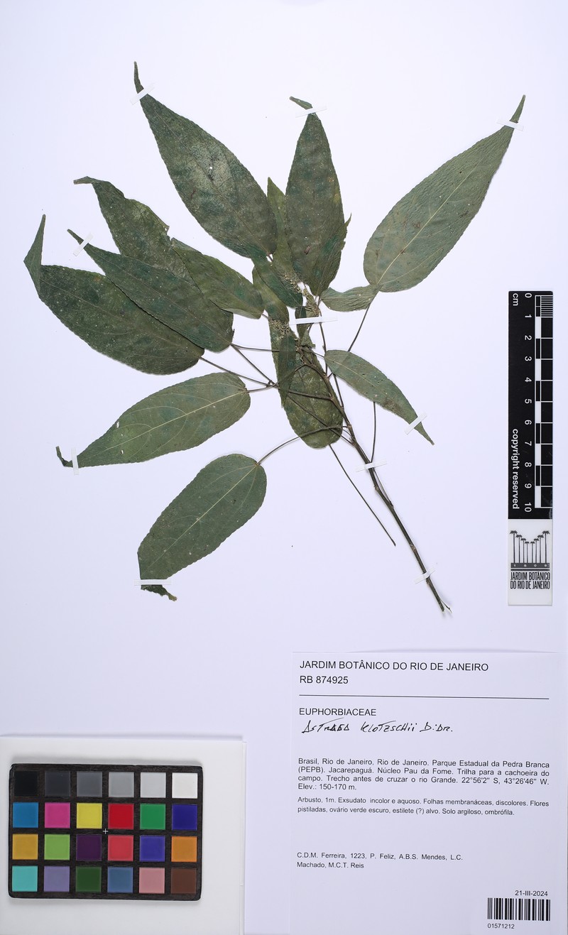 Astraea macroura