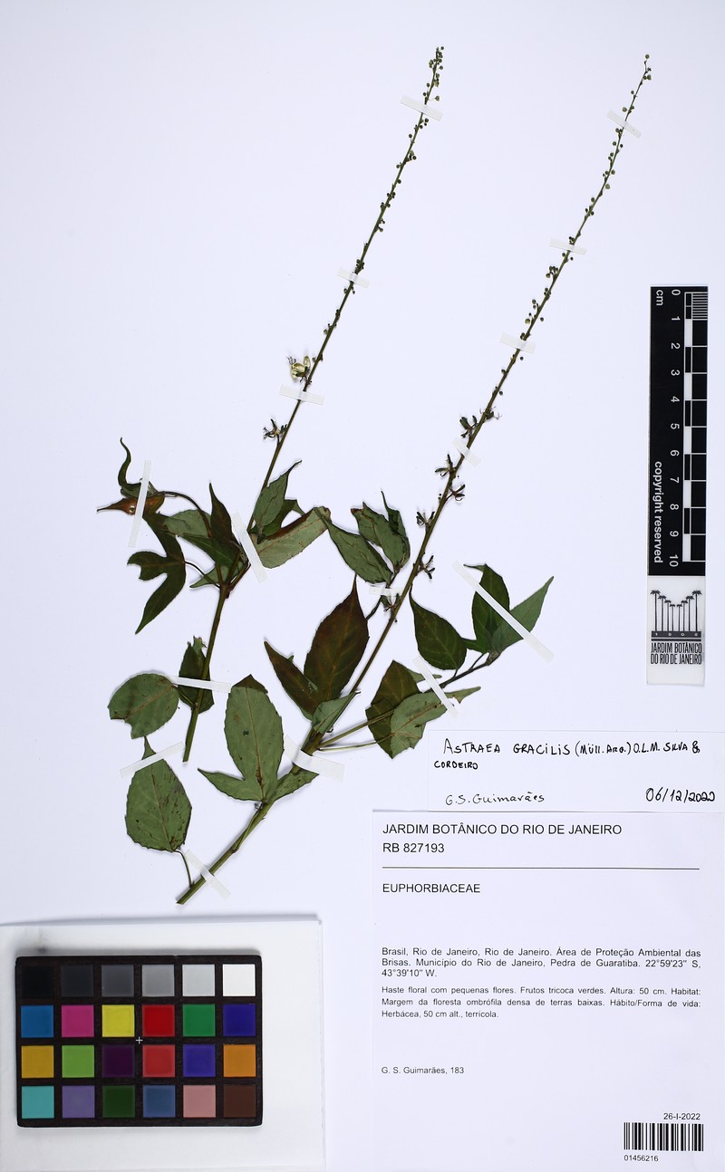 Astraea macroura photo 2