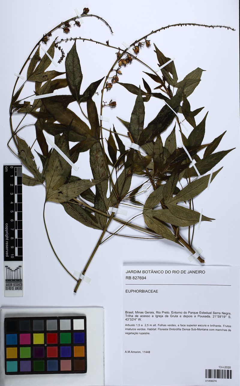 Astraea macroura photo 3