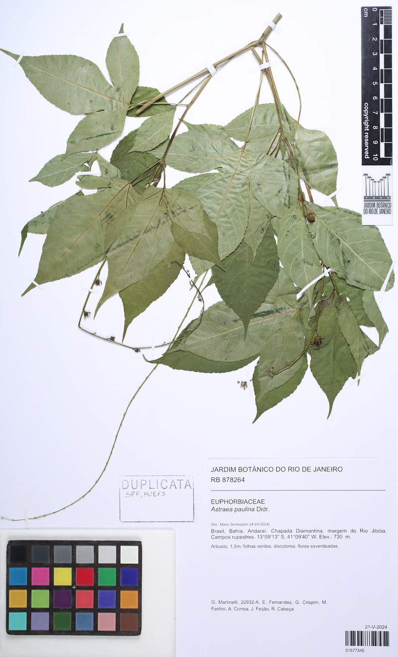 Astraea paulina
