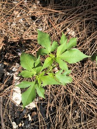 Astraea paulina