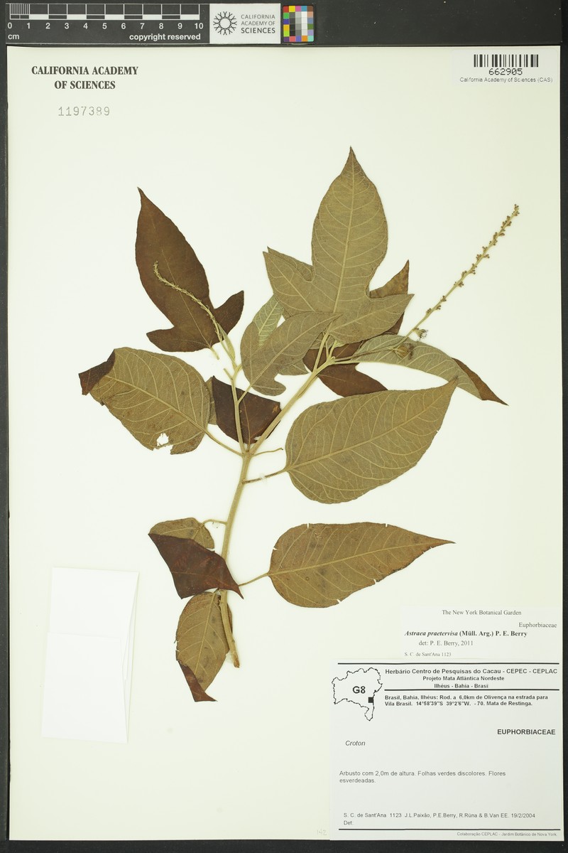 Astraea praetervisa
