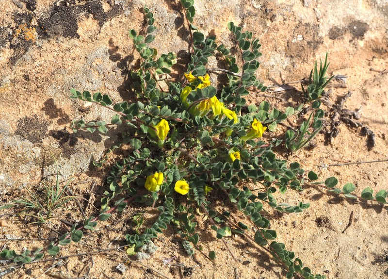 Astragalus aaronii photo 2