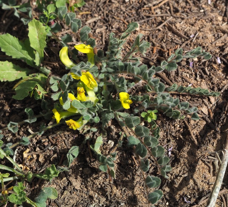 Astragalus aaronii photo 3