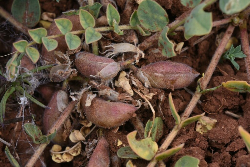 Astragalus aaronsohnianus