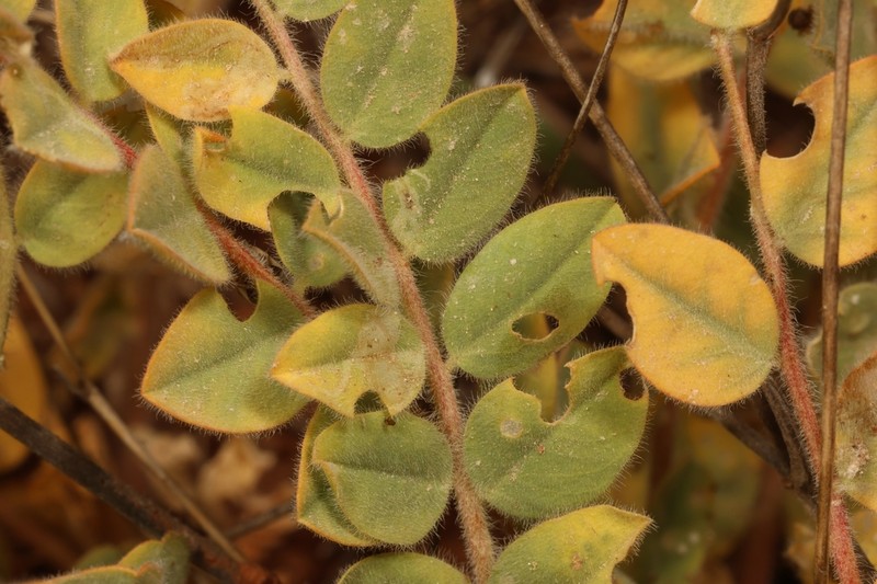 Astragalus aaronsohnianus photo 2