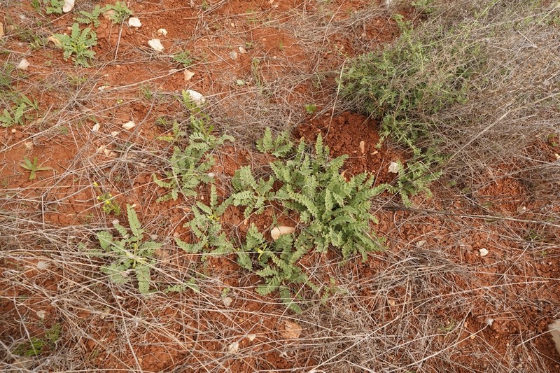 Astragalus aaronsohnianus photo 3