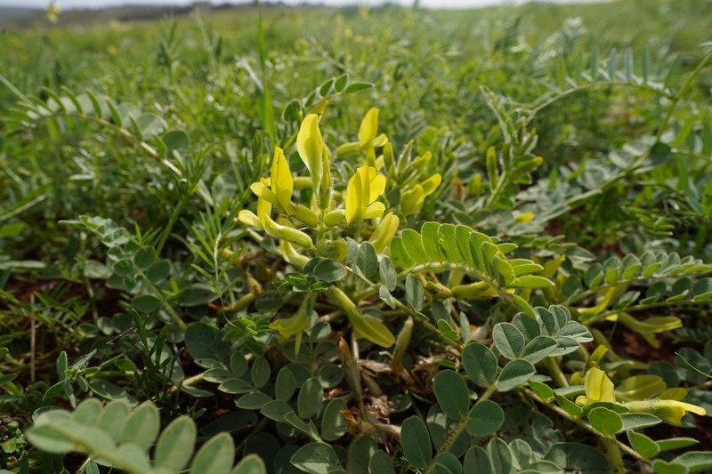 Astragalus aaronsohnianus photo 4