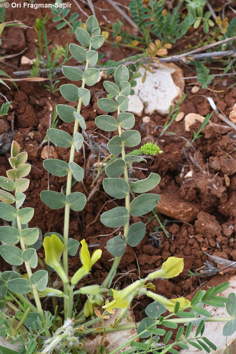 Astragalus aaronsohnianus photo 5