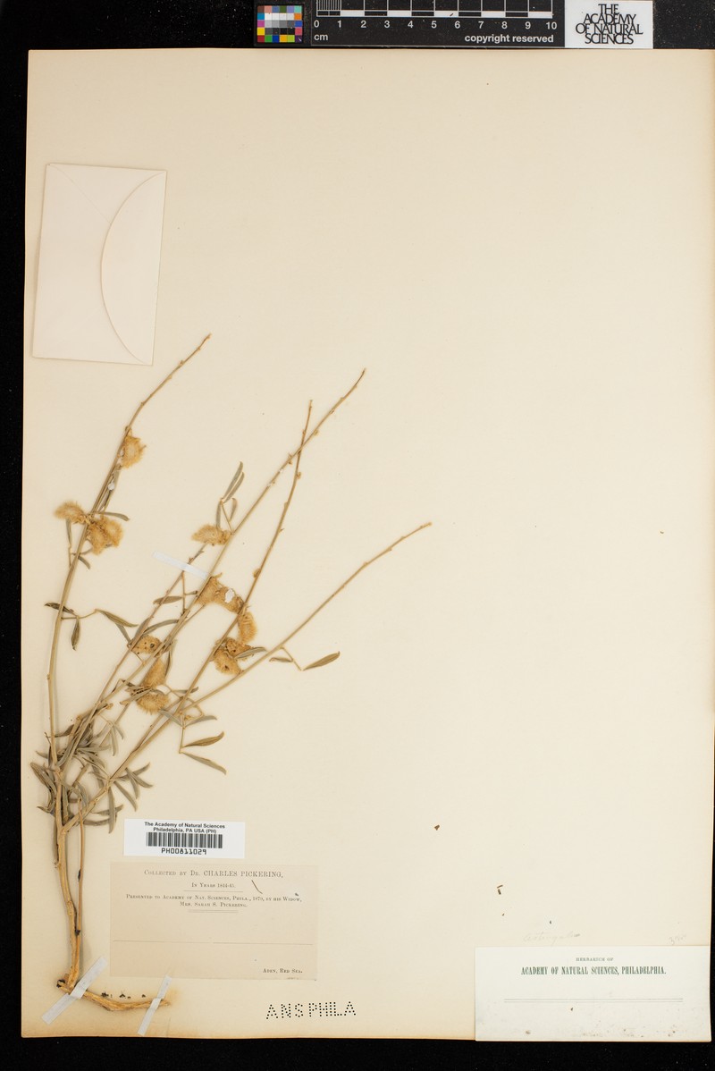 Astragalus aberrans