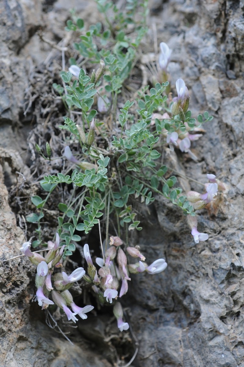 Astragalus abolinii photo 2