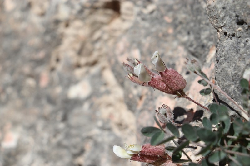 Astragalus abolinii photo 3