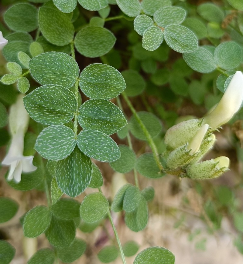 Astragalus abolinii photo 4