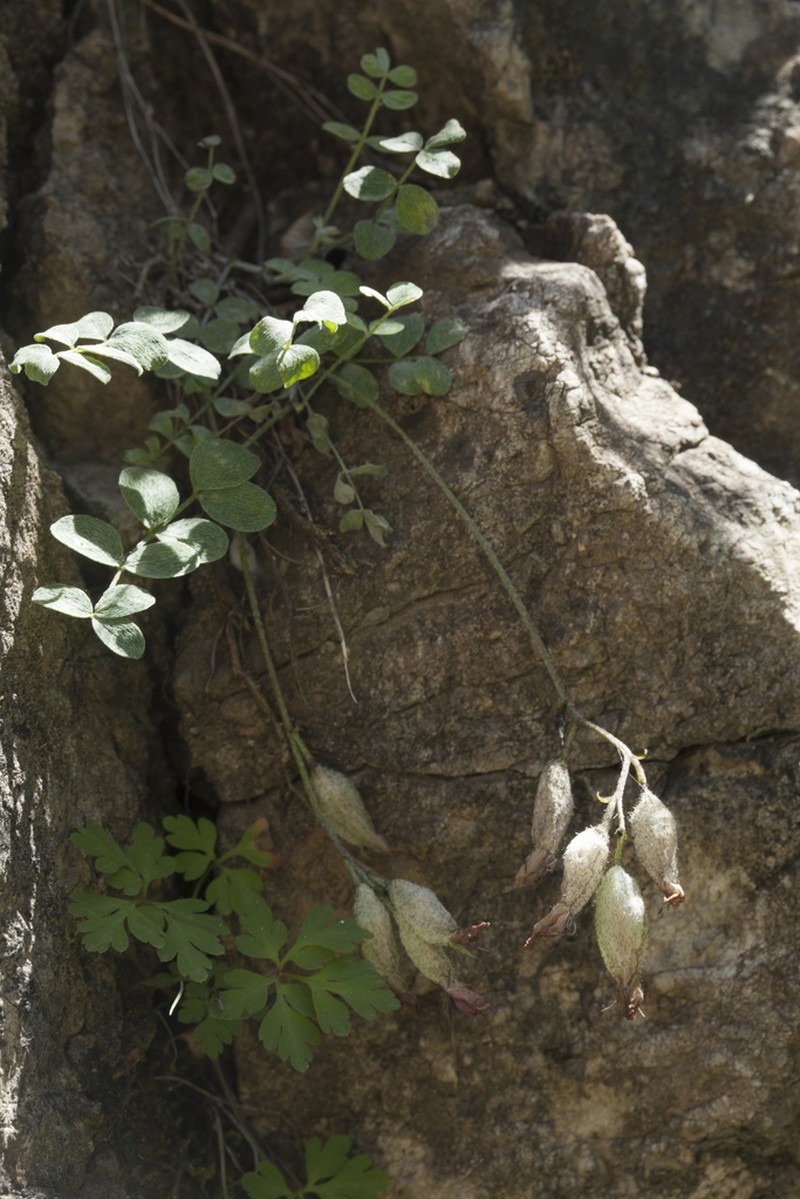 Astragalus abolinii photo 5