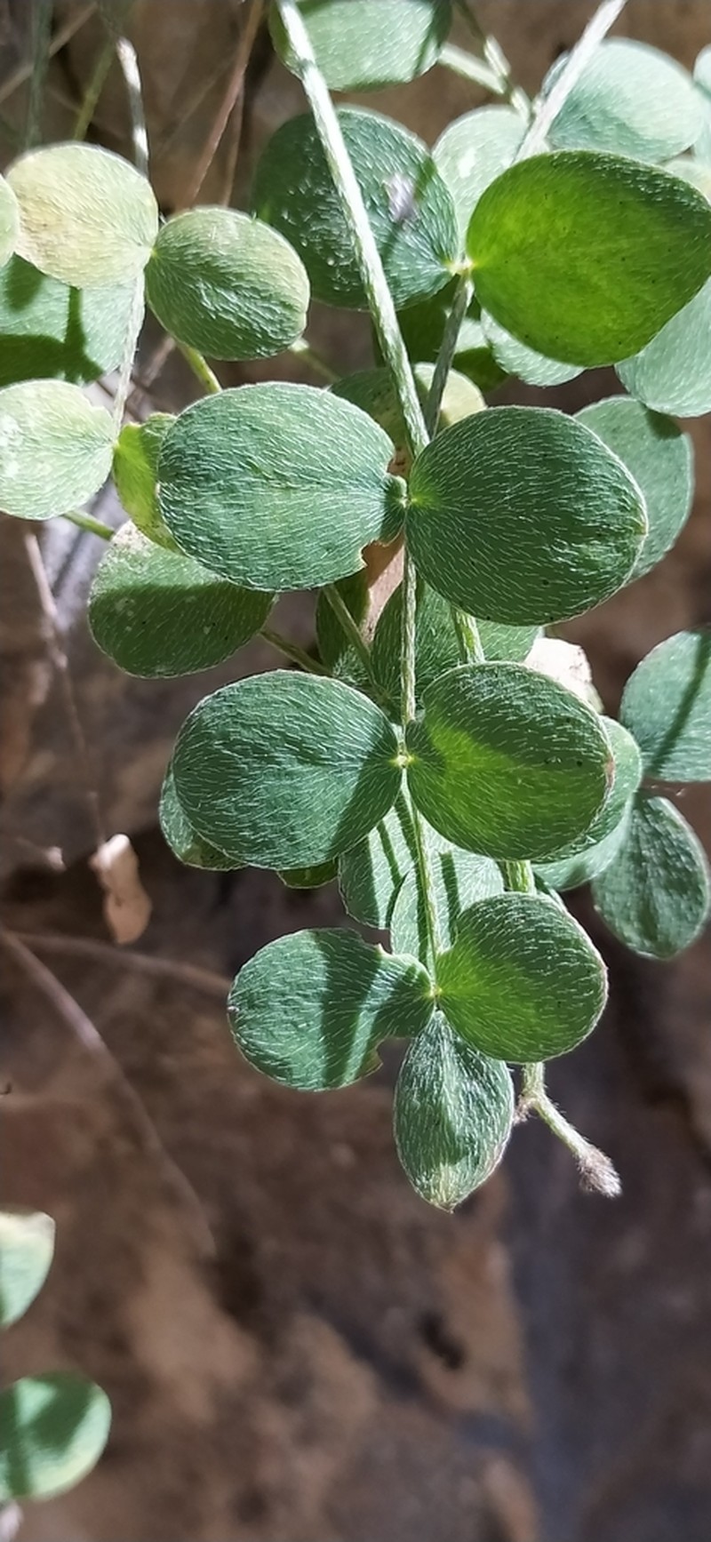 Astragalus abolinii photo 6