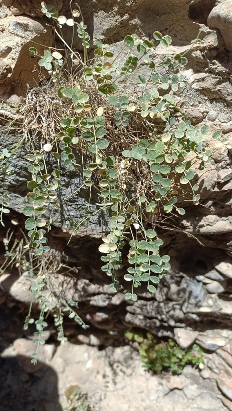 Astragalus abolinii photo 7