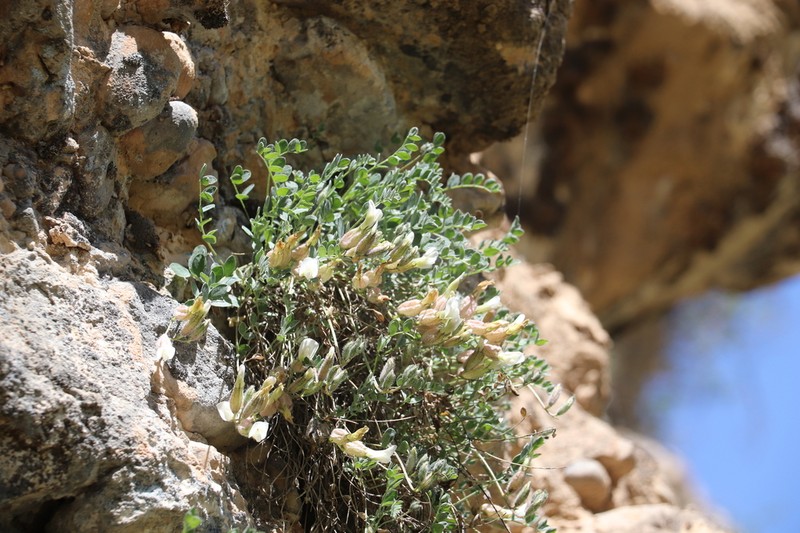 Astragalus abolinii photo 8