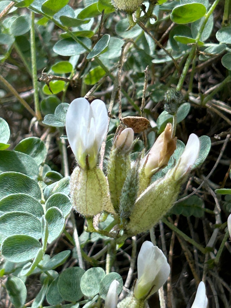Astragalus abolinii
