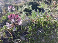 Astragalus aboriginorum