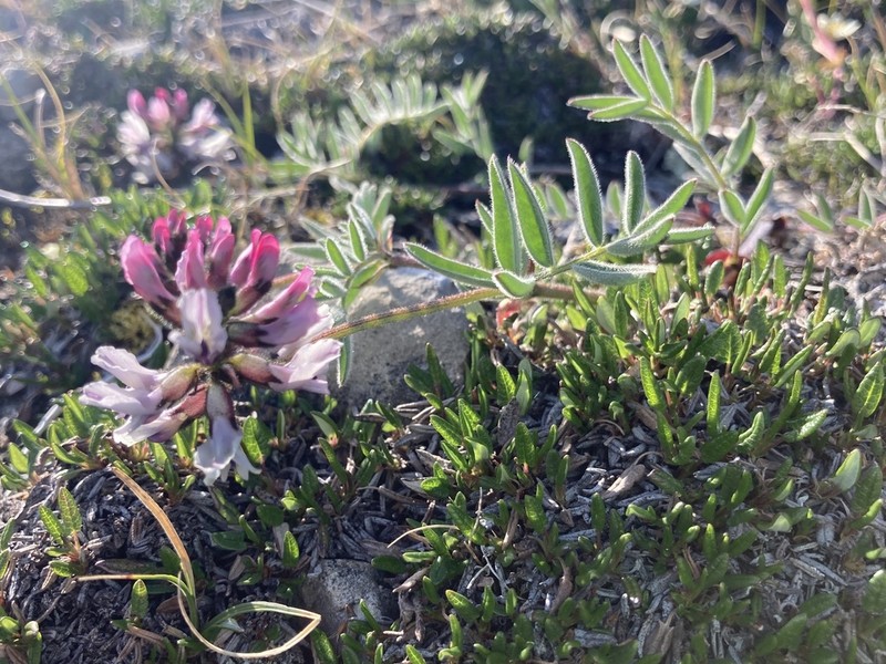 Astragalus aboriginorum