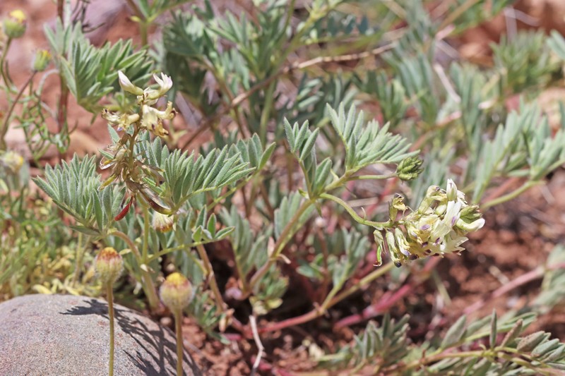 Astragalus aboriginorum photo 2
