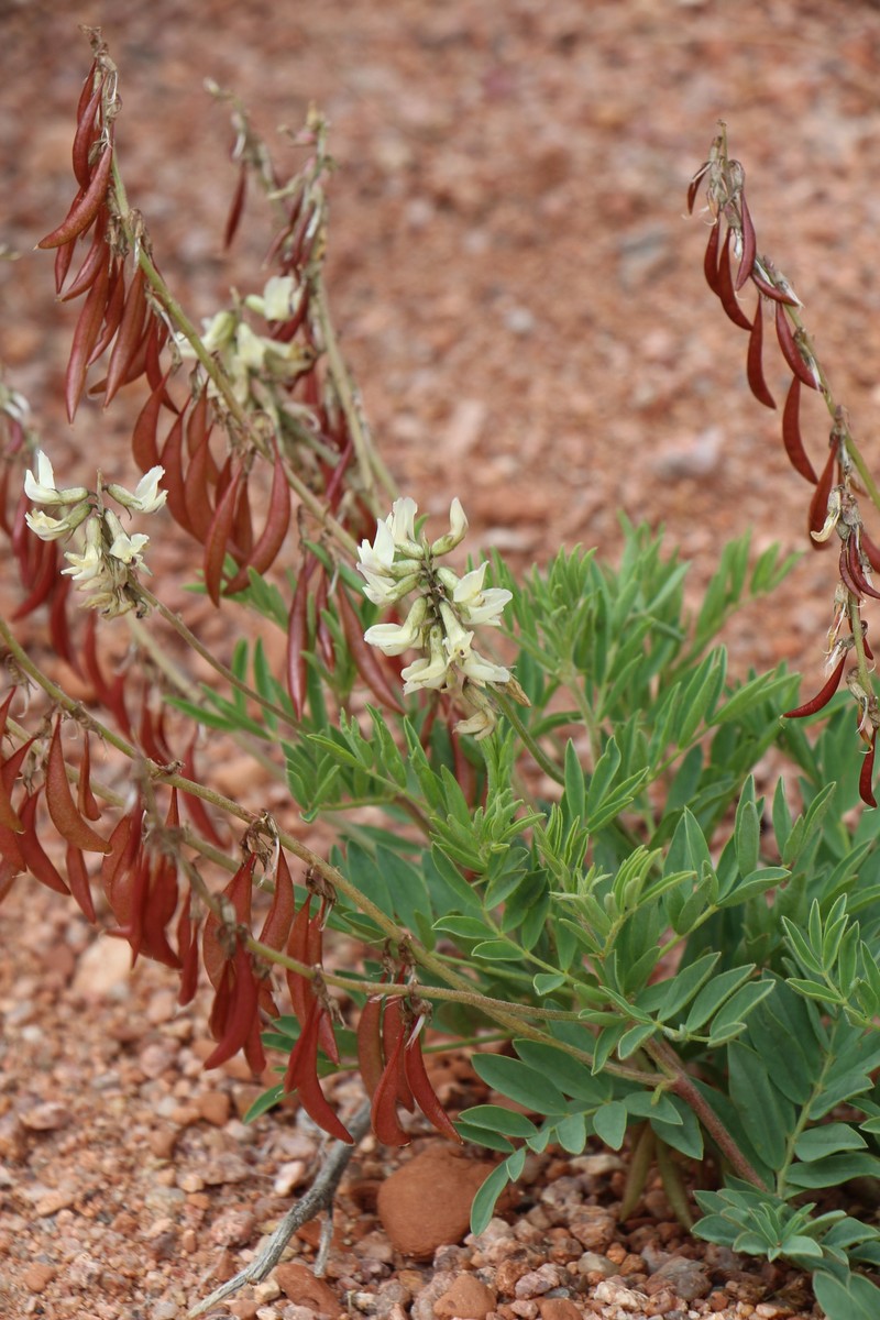 Astragalus aboriginorum photo 3