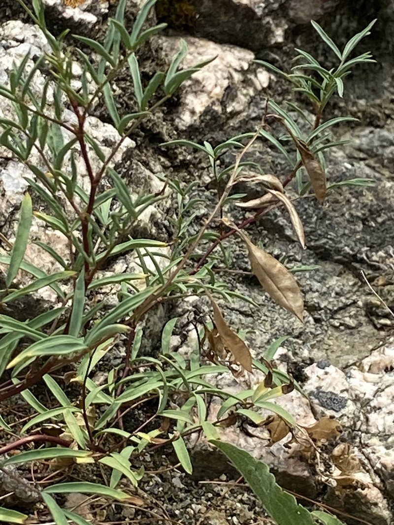 Astragalus aboriginorum photo 4
