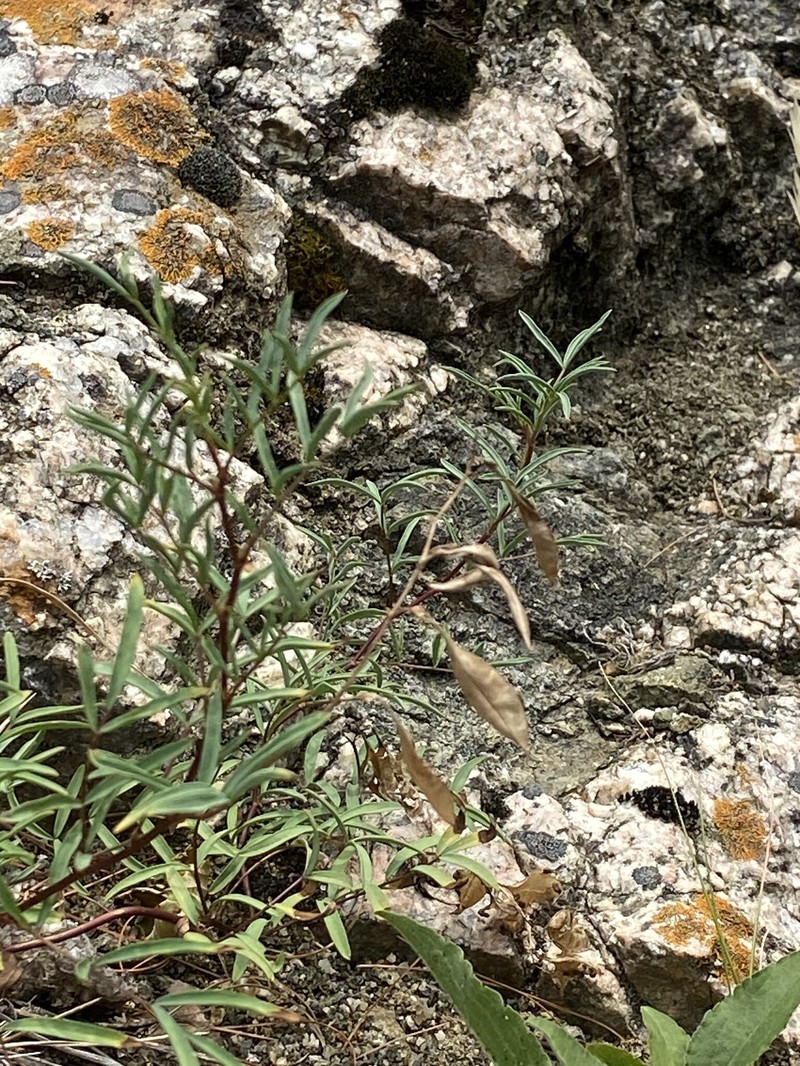 Astragalus aboriginorum photo 5