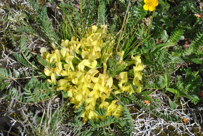 Astragalus acaulis