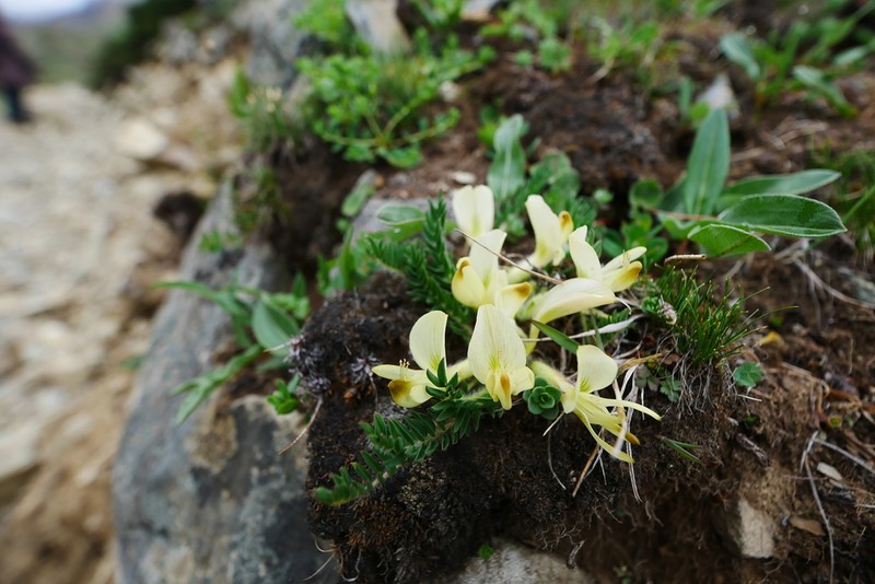 Astragalus acaulis photo 2