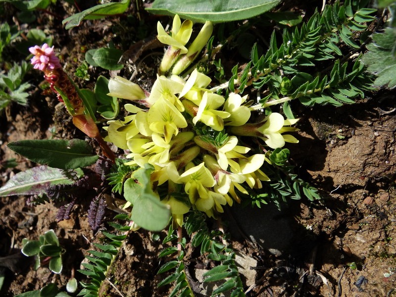 Astragalus acaulis photo 3