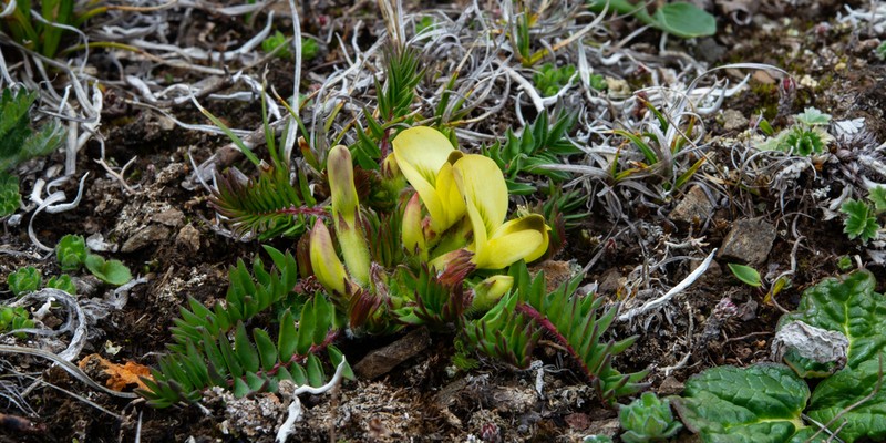 Astragalus acaulis photo 4