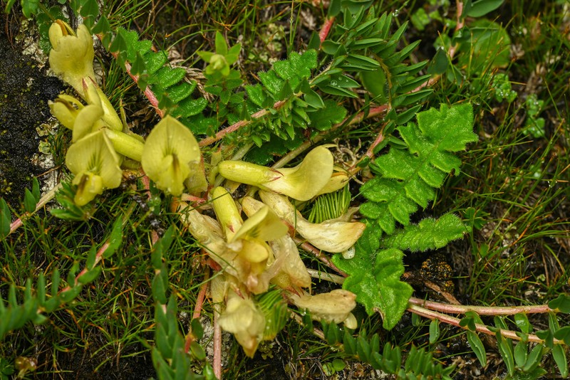 Astragalus acaulis photo 5