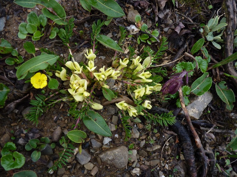 Astragalus acaulis photo 6