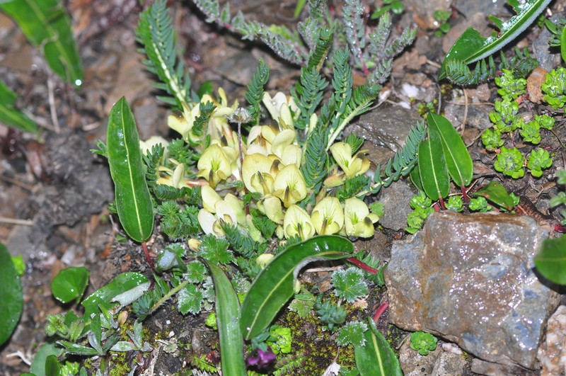 Astragalus acaulis photo 7