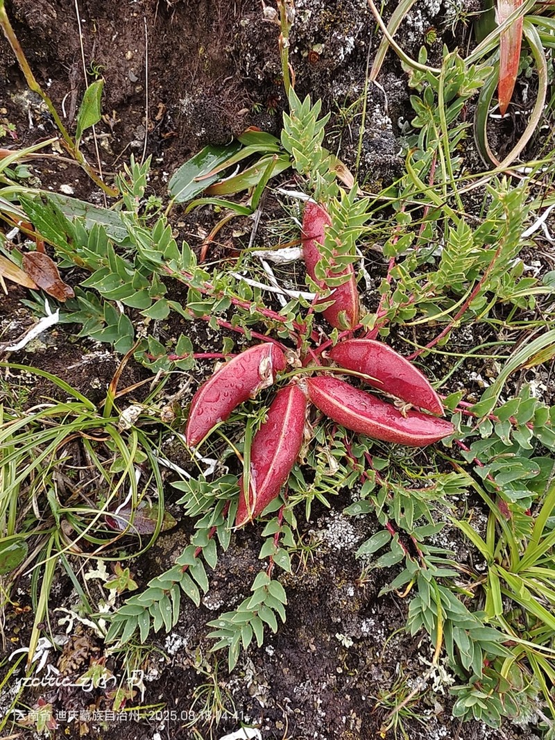 Astragalus acaulis photo 8