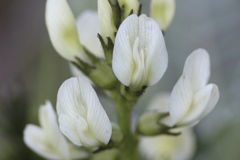 Rogue River Milkvetch photo 2