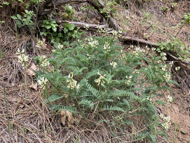 Rogue River Milkvetch photo 3