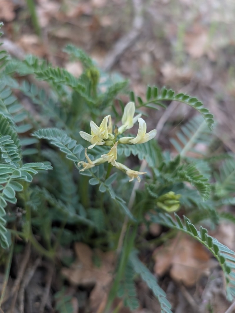 Rogue River Milkvetch photo 4